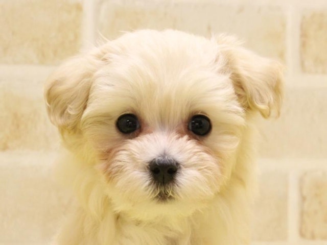 神奈川県のハーフ犬・ミックス犬 (ペッツワン相模原愛川インター店/2024年2月25日生まれ/女の子/クリーム)の子犬